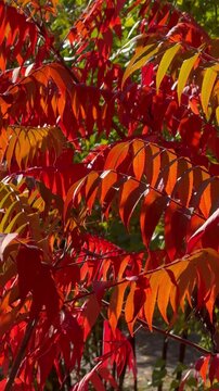 Staghorn sumac in the sun's rays