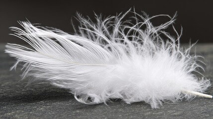 Obraz premium directional. A single white feather gently descending against a dark, textured background. wildlife magazines, conservation campaigns, designed for eco-tourism storytelling, used by project managers.
