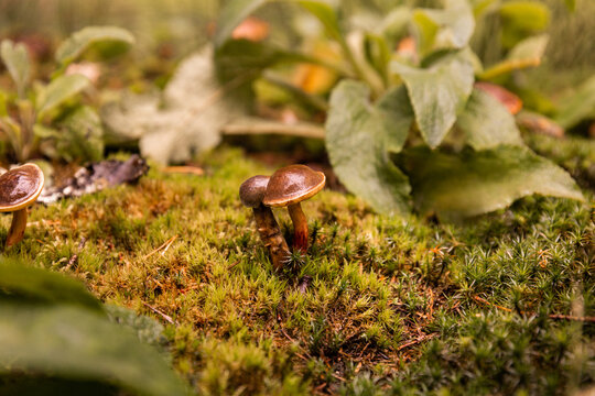 Champignons bruns en gros plan dans un sous-bois au milieu de mousse et de feuilles vertes, for&ecirc;t aux couleurs d'automne