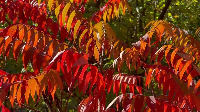 Red tree leaves in the sun's rays