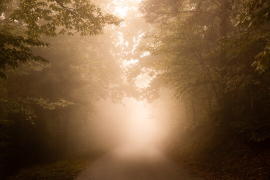Route de for&ecirc;t avec des grands arbres de chaque c&ocirc;t&eacute;, brouillard et lumi&egrave;re blanche centrale, ambiance automnale et mystique