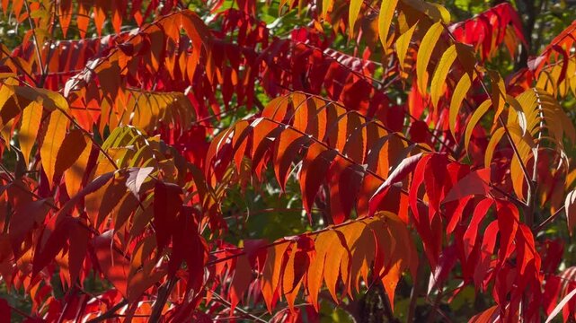 Vinegar tree in autumn with bright red leaves