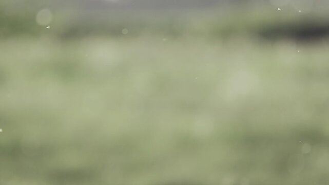 Blurred green background. Midges. Slow motion.