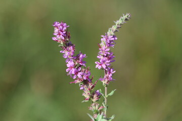 close up of  purple loosestrife (Lythrum salicaria) flowers