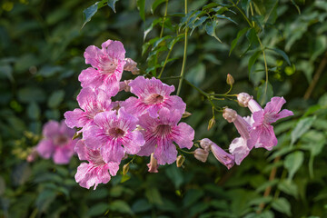 Closeup view of cluster of fresh pink and white podranea ricasoliana flowers aka pink trumpet vine isolated on green foliage background