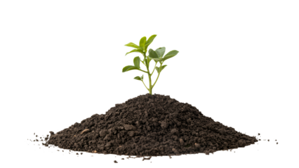 Small green plant growing from rich soil symbolizing new beginnings
