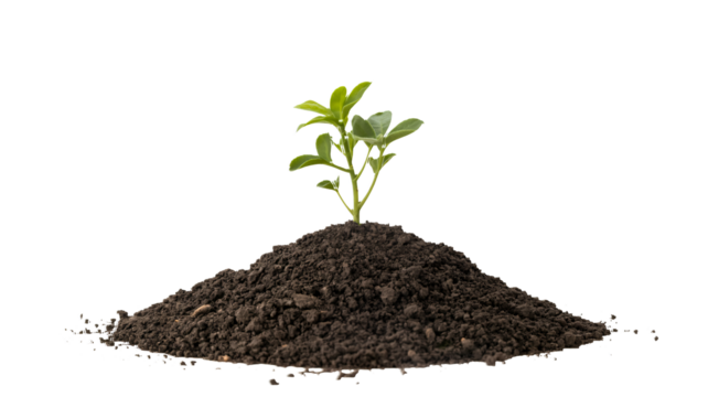 Small green plant growing from rich soil symbolizing new beginnings - Powered by Adobe