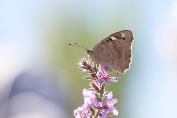 underwing of blue pansy (Junonia orithya) butterfly