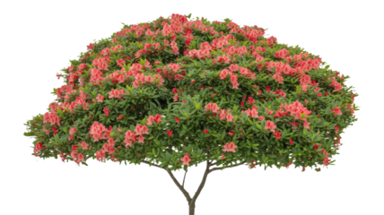 Beautiful flowering azalea tree with vibrant blooms for landscaping use