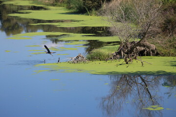 protected natural park wetlands with duckweed and reflections