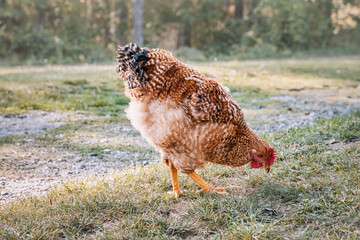 Spotted chicken pecking at grass in a rural farm setting. Concept of organic farming and free range poultry