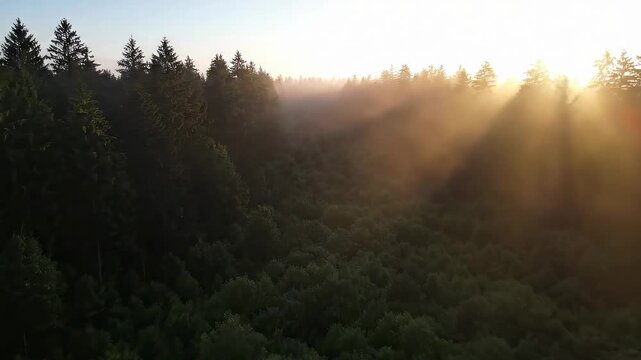Golden sunlight streams through a dense forest canopy at sunrise