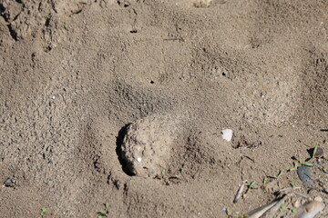 top view of ant nest