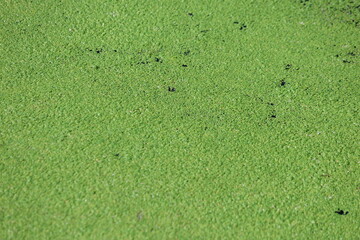 close up of lemna minor (duckweed) on the surface of a river