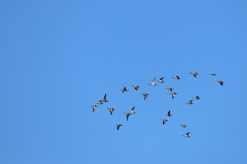 a flock of birds in flight