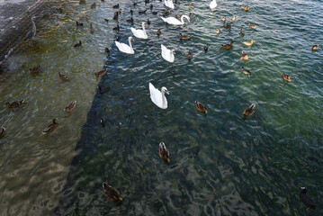 Swans and Ducks Swimming in Lake Zurich, Switzerland