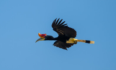 Malay Rhinoceros Hornbill in Flight Against Clear Blue Sky