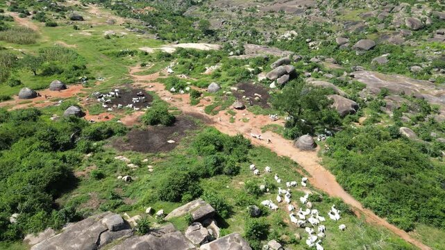 Aerial view of round huts scattered among the green landscape with livestock grazing, creating a contrast between rural living and nature, Shere Hills, Plateau, Nigeria.