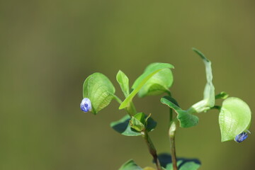 Commelina communis (common dayflower) is an herbaceous annual plant in the dayflower family