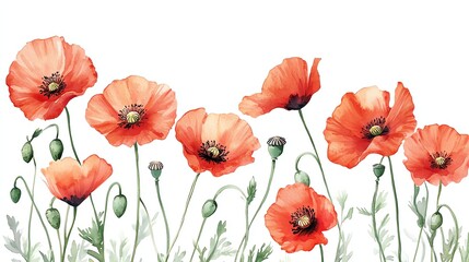 Fototapeta premium Floral card with delicate poppies, watercolor isolated illustration flowers poppy in vintage style for your design invitation, greeting cards, poster, cover