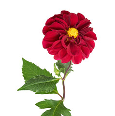 Red Dahlia Flowers Isolated on White Background with Clipping Path