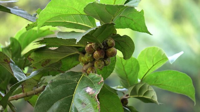 Ficus racemosa or cluster fig close up view. cluster fig in forest.