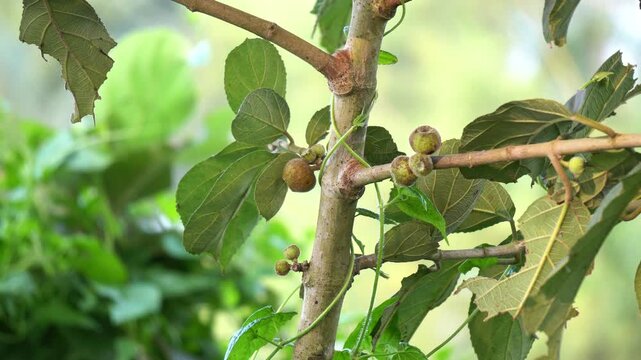 green cluster fig on tree.