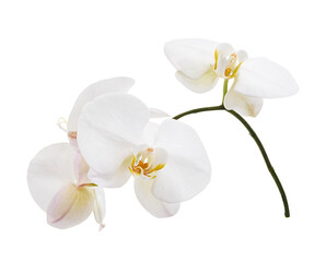 White Phalaenopsis Orchid, Moth Orchids isolated on white background, with clipping path