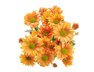 Orange Chrysanthemum Flowers Isolated on White Background with Clipping Path