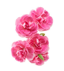 Pink Carnation Flowers Isolated on White Background with Clipping Path