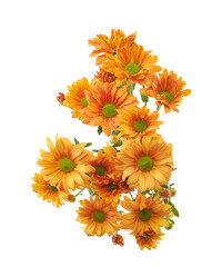 Orange Chrysanthemum Flowers Isolated on White Background with Clipping Path