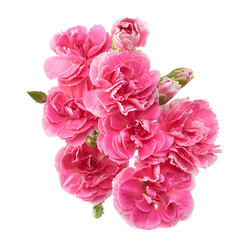 Pink Carnation Flowers Isolated on White Background with Clipping Path