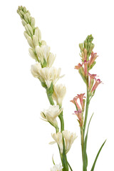 Fototapeta premium Tuberose flowers, Polianthes tuberosa, Agave amica, White flowers isolated on white background with clipping path