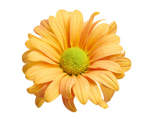 Orange Chrysanthemum Flower Isolated on White Background with Clipping Path