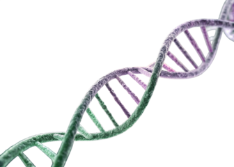 dna strand on white background