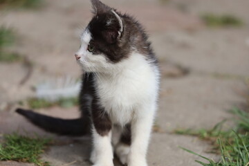 Black and white kitten sitting looking sideways