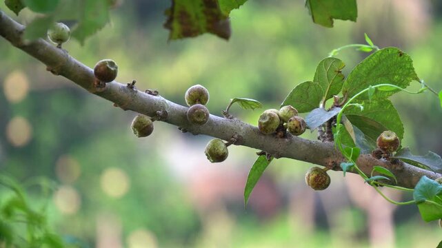 Cluster Fig (Ficus racemosa) tree close up. Cluster of unripe green figs growing on a tree branch. Ficus racemosa fruits. 
