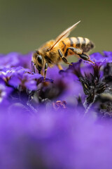 Bee, honeybee, on purple flower closeup