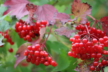 Viburnum Branch Close-Up with Red Berries and Autumn Leaves