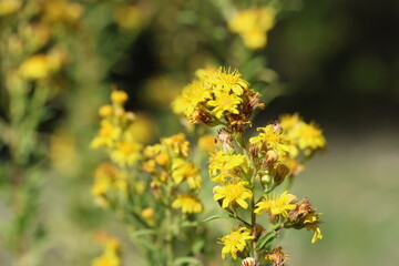 close up of European goldenrod or woundwort (Solidago virgaurea) flowers