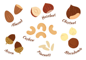 vector collection of various nuts, including acorn, almond, cashew, hazelnut, pine nuts, chestnut, and macadamia. Perfect for use in food packaging, recipes, healthy eating designs, cooking illustrati