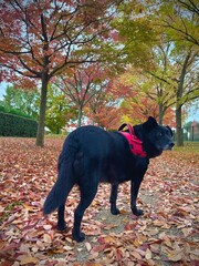 black dog in autumn park