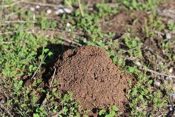 side view of ant nest	