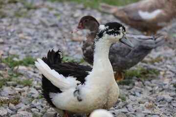 Muscovy duck with red facial caruncles standing