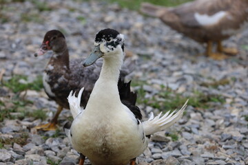Three Muscovy ducks on grassy rocky ground