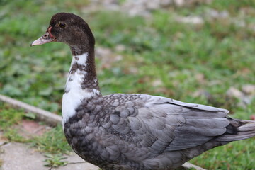 Domestic duck with patterned feathers outdoors