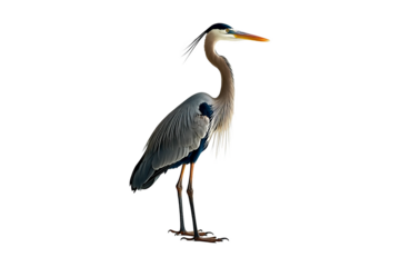 Great blue heron standing majestically, isolated on a transparent background. Full body profile of a large wading bird