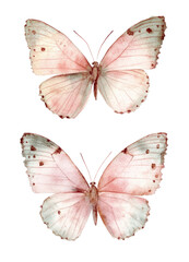 Fototapeta premium butterfly isolated on white background