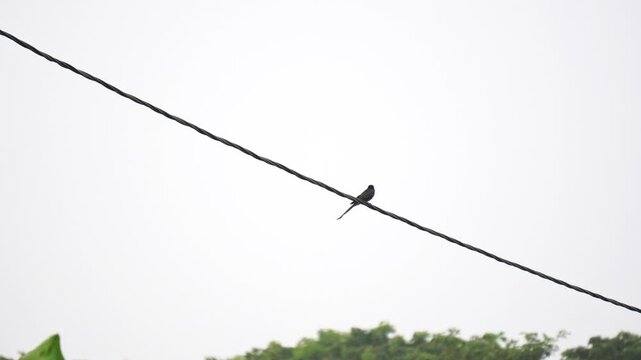 Asian Koel or cuckoo bird sit on a wire.