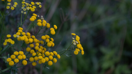Wild tansy flower Tanacetum vulgare blooming in natural light. Realistic botanical photograph showing yellow clustered flowers in soft evening light.